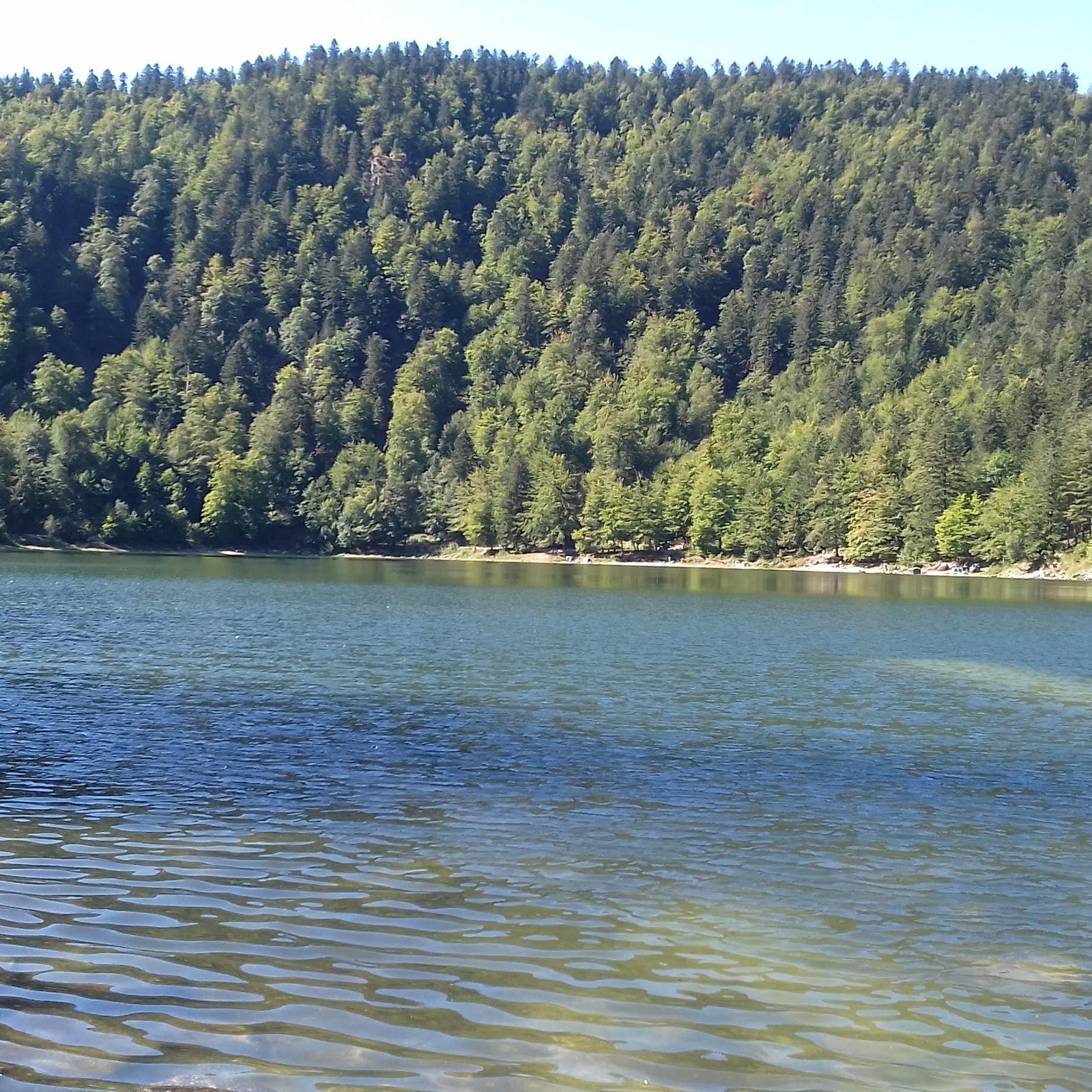 Lac de montagne entouré de sapins